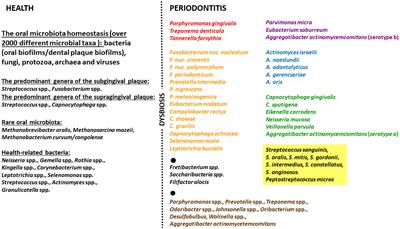 Periodontitis: etiology, conventional treatments, and emerging bacteriophage and predatory bacteria therapies